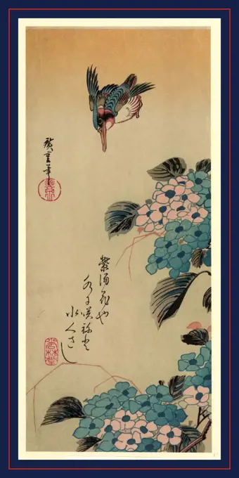 Ajisai ni kawasemi, Hydrangea and Kingfisher., Ando, Hiroshige, 1797-1858, artist, between 1830 and 1858, printed later, 1 print : woodcut, color., Print shows a kingfisher above hydrangea blossoms.