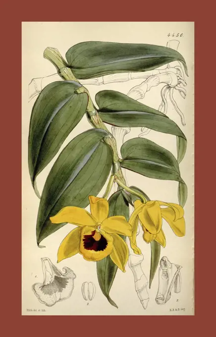 Botanical Print by Walter Hood Fitch 1817 - 1892, W.H. Fitch was an botanical illustrator and artist, born in Glasgow, Scotland, UK, colour lithograph. From the Liszt Masterpieces of Botanical Illustration Collection.