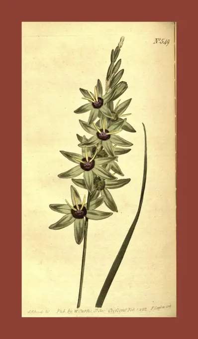 Botanical print by Sydenham Teast Edwards 1768 - 1819, Sydenham Edwards was a natural history illustrator, British, UK, colour lithograph, botanical artist. From the Liszt Masterpieces of Botanical Illustration Collection.