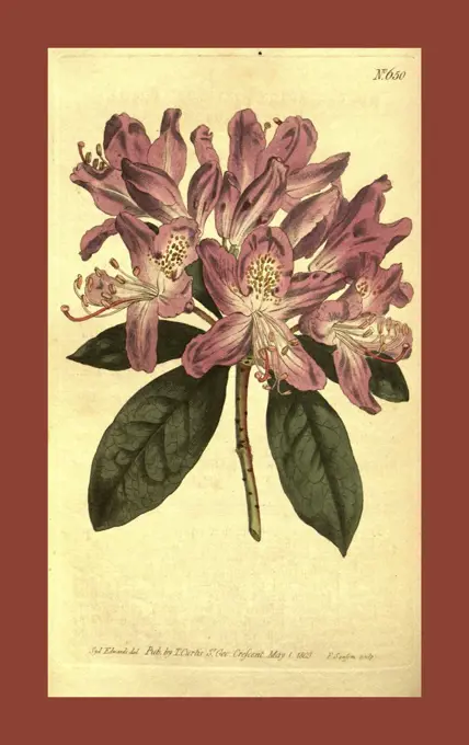 Botanical print by Sydenham Teast Edwards 1768 - 1819, Sydenham Edwards was a natural history illustrator, British, UK, colour lithograph, botanical artist. From the Liszt Masterpieces of Botanical Illustration Collection, 1803