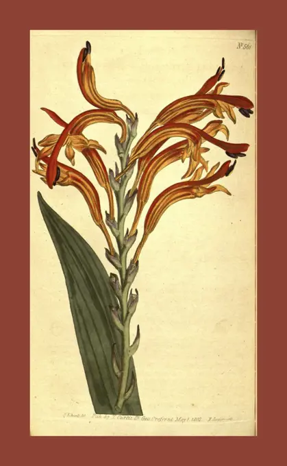 Botanical print by Sydenham Teast Edwards 1768 - 1819, Sydenham Edwards was a natural history illustrator, British, UK, colour lithograph, botanical artist. From the Liszt Masterpieces of Botanical Illustration Collection, 1802