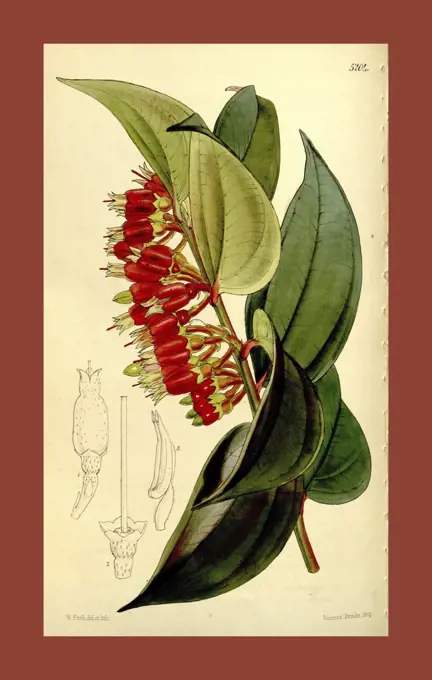 Botanical Print by Walter Hood Fitch 1817 - 1892, W.H. Fitch was an botanical illustrator and artist, born in Glasgow, Scotland, UK, colour lithograph. From the Liszt Masterpieces of Botanical Illustration Collection.