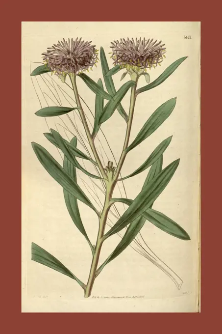 Botanical print by Sir William Jackson Hooker, FRS, 1785 - 1865, English botanical illustrator. He held the post of Regius Professor of Botany at Glasgow University, and was Director of the Royal Botanic Gardens, Kew. From the Liszt Masterpieces of Botanical Illustration Collection, 1835