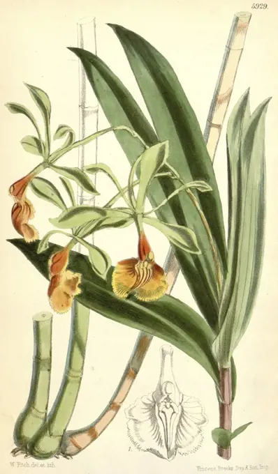 Botanical Print by Walter Hood Fitch 1817 - 1892, W.H. Fitch was an botanical illustrator and artist, born in Glasgow, Scotland, UK, colour lithograph. From the Liszt Masterpieces of Botanical Illustration Collection.