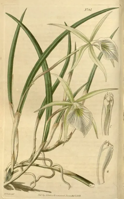 Botanical Print by Walter Hood Fitch 1817 - 1892, W.H. Fitch was an botanical illustrator and artist, born in Glasgow, Scotland, UK, colour lithograph. From the Liszt Masterpieces of Botanical Illustration Collection, 1839