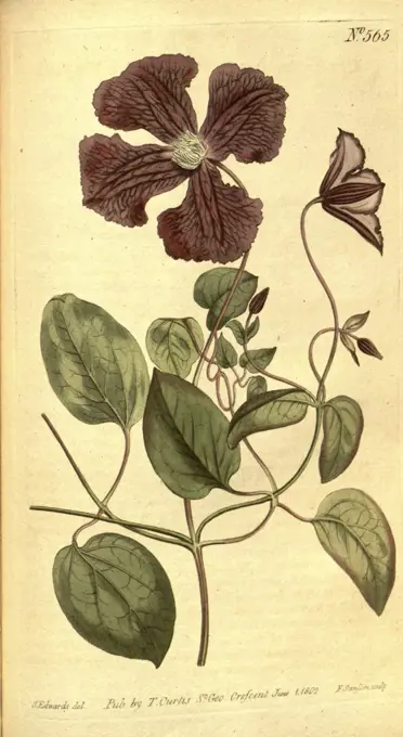 Botanical print by Sydenham Teast Edwards 1768 - 1819, Sydenham Edwards was a natural history illustrator, British, UK, colour lithograph, botanical artist. From the Liszt Masterpieces of Botanical Illustration Collection, 1802
