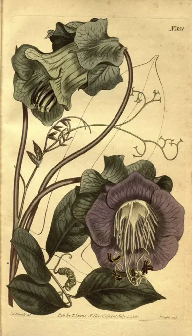 Botanical print by Sydenham Teast Edwards 1768 - 1819, Sydenham Edwards was a natural history illustrator, British, UK, colour lithograph, botanical artist. From the Liszt Masterpieces of Botanical Illustration Collection.
