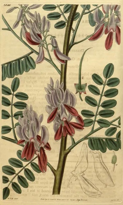 Botanical print by Sir William Jackson Hooker, FRS, 1785 - 1865, English botanical illustrator. He held the post of Regius Professor of Botany at Glasgow University, and was Director of the Royal Botanic Gardens, Kew. From the Liszt Masterpieces of Botanical Illustration Collection.