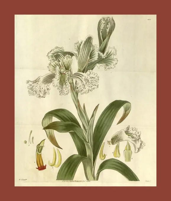 Botanical print by Sir William  Jackson Hooker, FRS, 1785 -  1865, English botanical  illustrator. He held the post of  Regius Professor of Botany at  Glasgow University, and was  Director of the Royal Botanic  Gardens, Kew. From the Liszt  Masterpieces of Botanical  Illustration Collection.