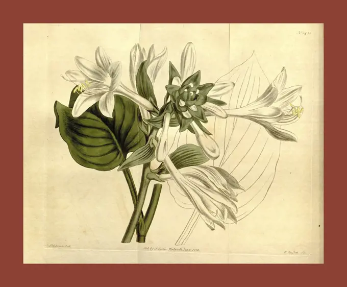 Botanical print by Sydenham Teast Edwards 1768 - 1819, Sydenham Edwards was a natural history illustrator, British, UK, colour lithograph, botanical artist. From the Liszt Masterpieces of Botanical Illustration Collection.