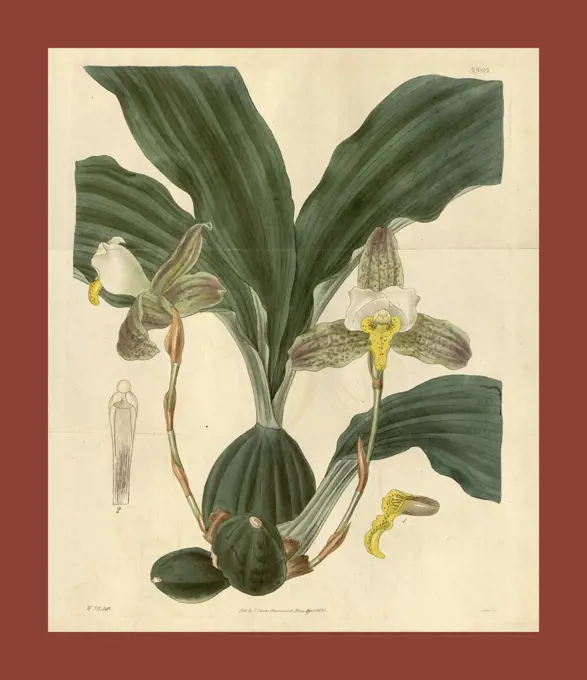 Botanical print by Sir William Jackson Hooker, FRS, 1785 - 1865, English botanical illustrator. He held the post of Regius  Professor of Botany at Glasgow University, and was Director of the Royal Botanic Gardens, Kew. From the Liszt Masterpieces of  Botanical Illustration Collection.