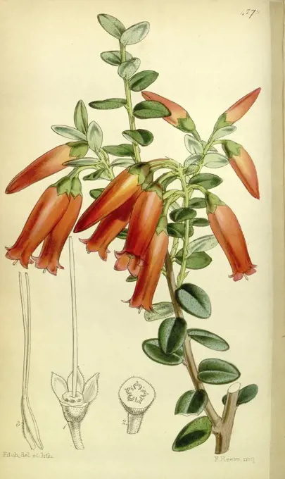 Botanical Print by Walter Hood Fitch 1817 - 1892, W.H. Fitch was an botanical illustrator and artist, born in Glasgow,  Scotland, UK, colour lithograph. From the Liszt Masterpieces of Botanical Illustration Collection.