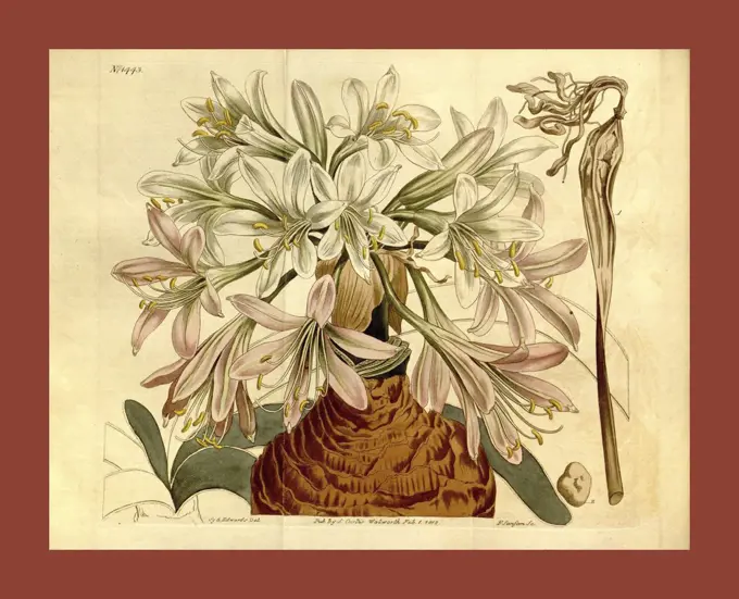 Botanical print by Sydenham Teast Edwards 1768 - 1819, Sydenham Edwards was a natural history illustrator, British, UK,  colour lithograph, botanical artist. From the Liszt Masterpieces of Botanical Illustration Collection.