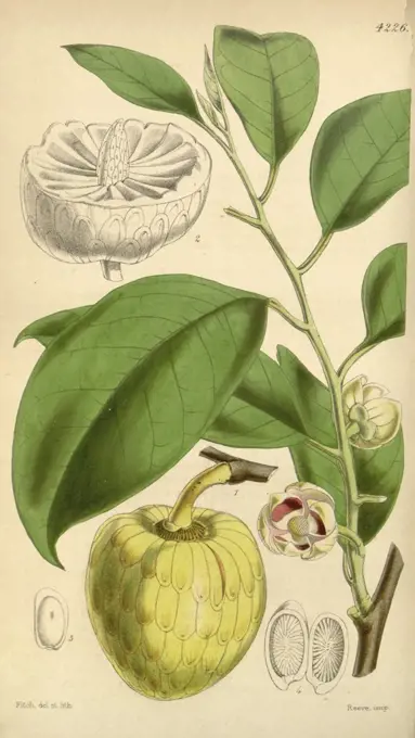 Botanical Print by Walter Hood Fitch 1817 - 1892, W.H. Fitch was an botanical illustrator and artist, born in Glasgow,  Scotland, UK, colour lithograph. From the Liszt Masterpieces of Botanical Illustration Collection.