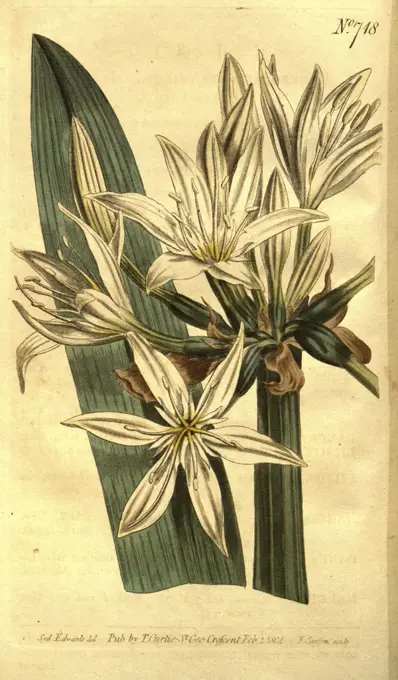 Botanical print by Sydenham Teast Edwards 1768 - 1819, Sydenham Edwards was a natural history illustrator, British, UK,  colour lithograph, botanical artist. From the Liszt Masterpieces of Botanical Illustration Collection.