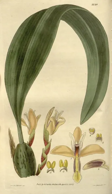 Botanical print by Sir William Jackson Hooker, FRS, 1785 - 1865, English botanical illustrator. He held the post of Regius  Professor of Botany at Glasgow University, and was Director of the Royal Botanic Gardens, Kew. From the Liszt Masterpieces of  Botanical Illustration Collection.