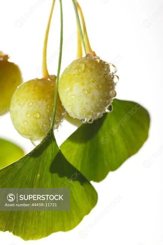 Close-up of Ginkgo Biloba Fruit