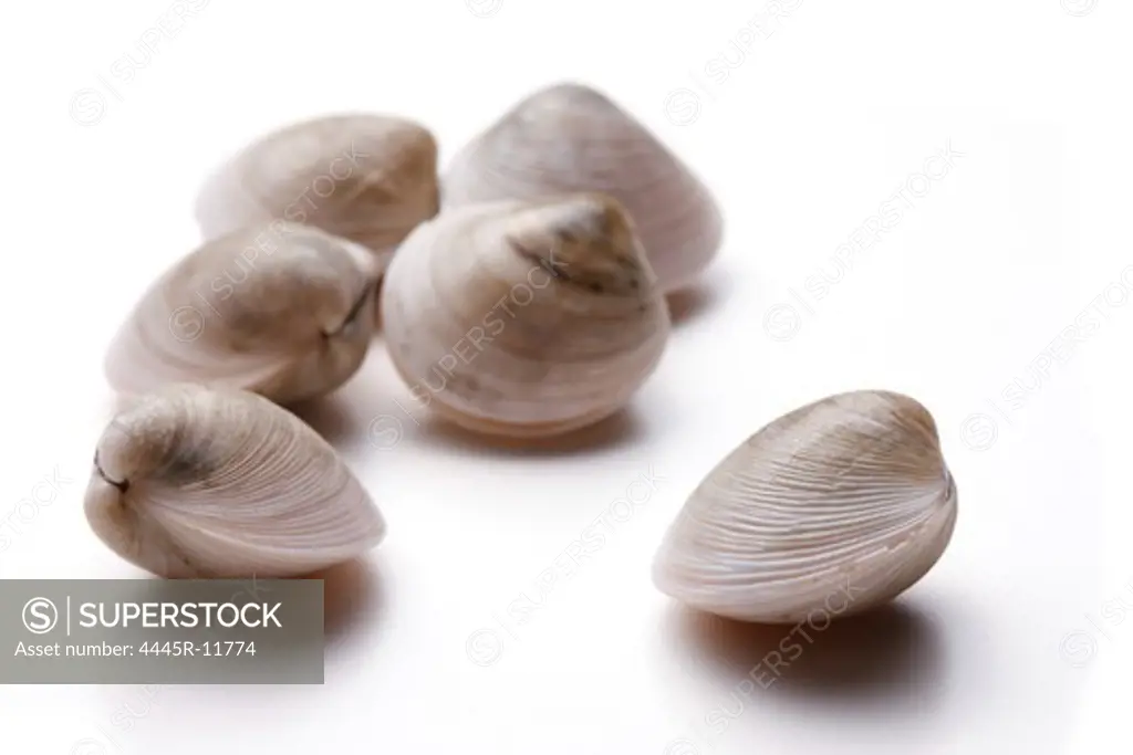 Close-up of clam