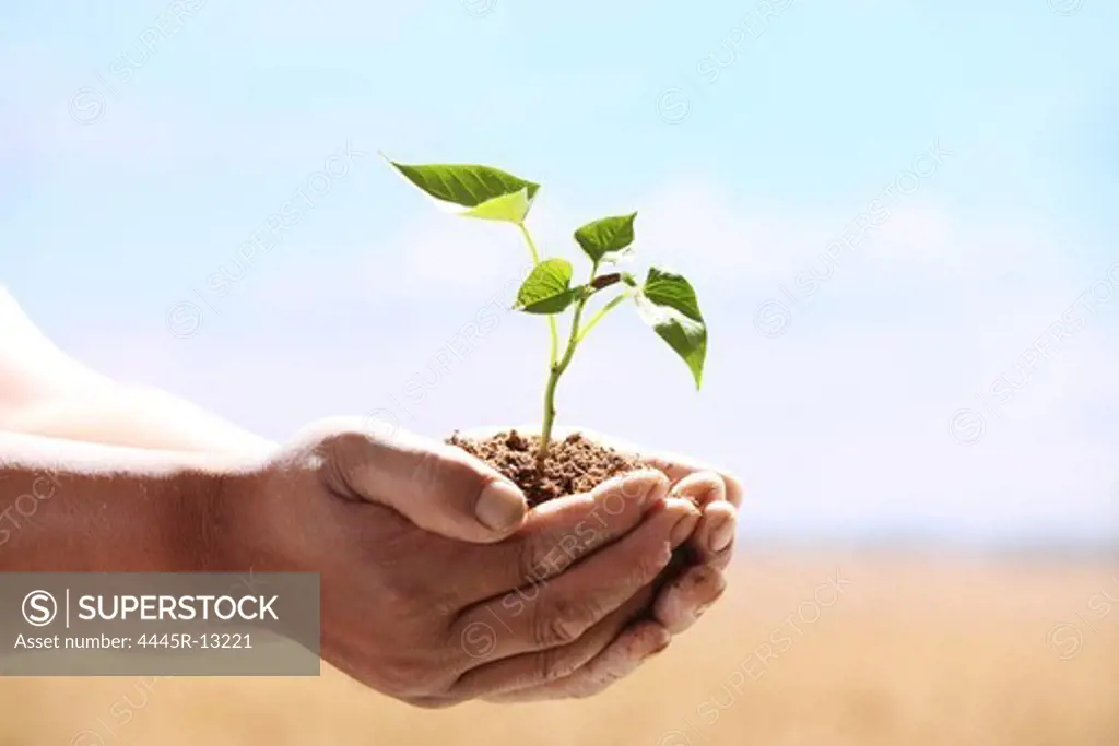 Holding seedling