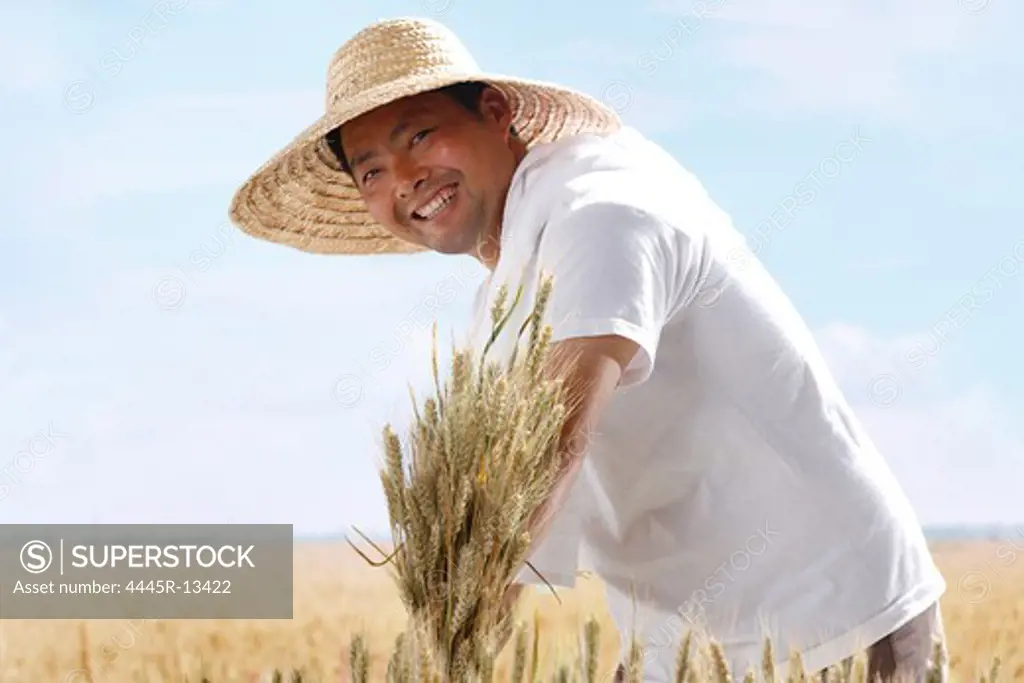 Farmer harvest wheat with sickle