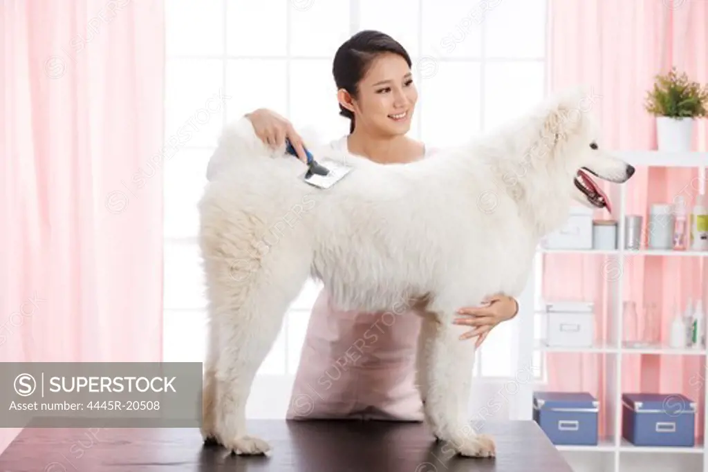 Young woman to dog grooming