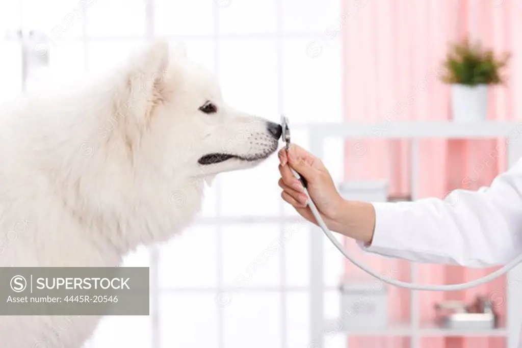 Veterinary checks to make puppy