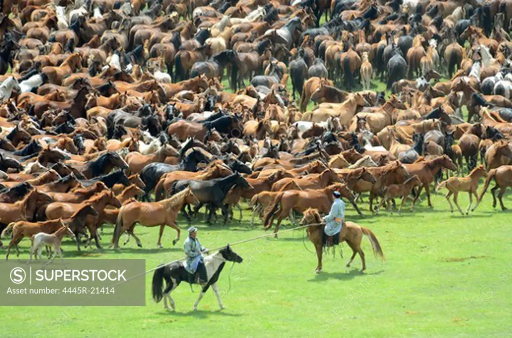 Horses on the grasslands of Inner Mongolia