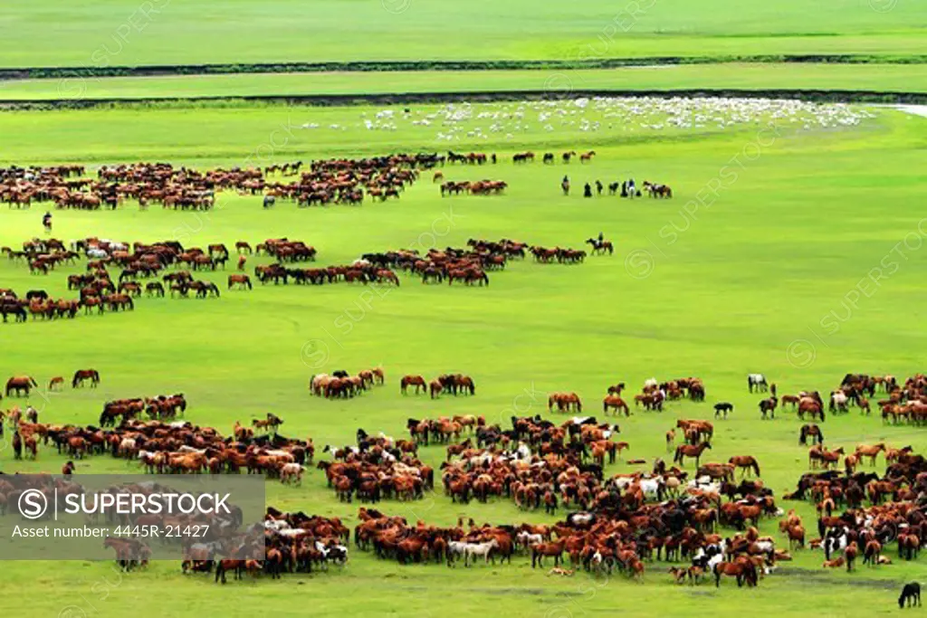 Livestock on the grasslands of Inner Mongolia