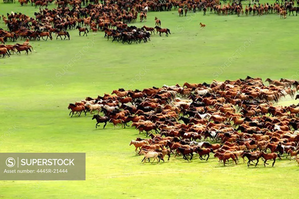 Horses on the grasslands of Inner Mongolia