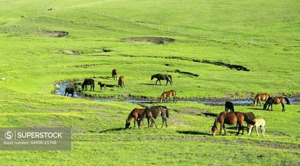 Xinjiang horses on the prairie