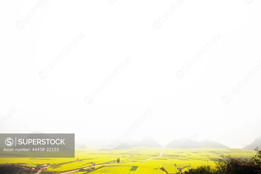Yunnan Luoping canola flower