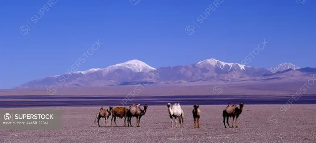 Camel cold lake in Qinghai