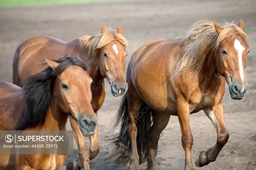 Hebei Province prairie horse