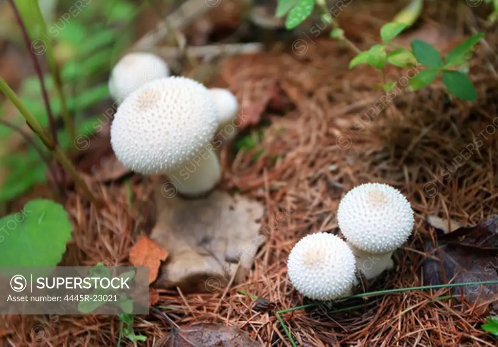 Heilongjiang Daxinganling wild mushrooms