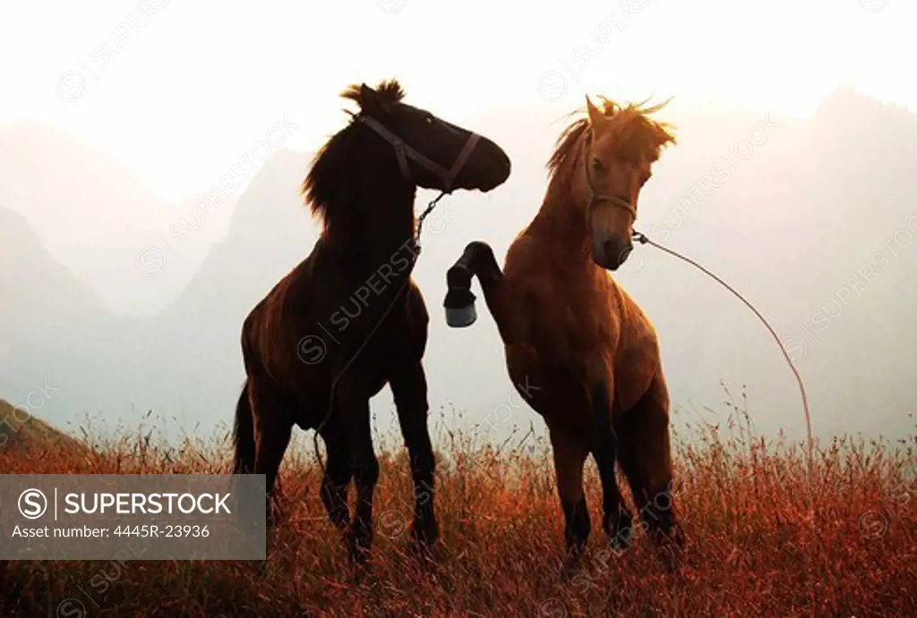Chengde, Hebei prairie horse