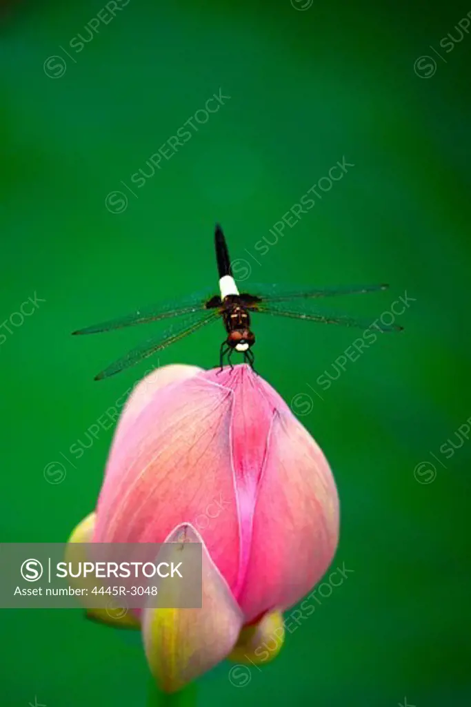 Dragonfly and lotus