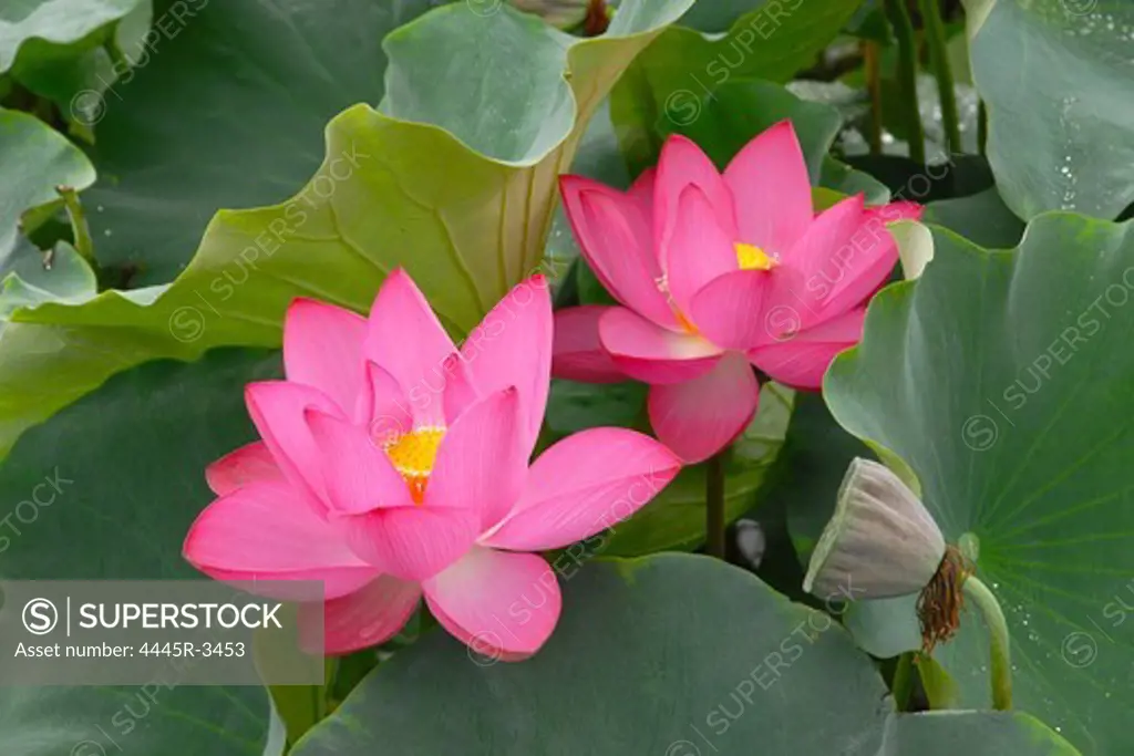 Close-up of lotus