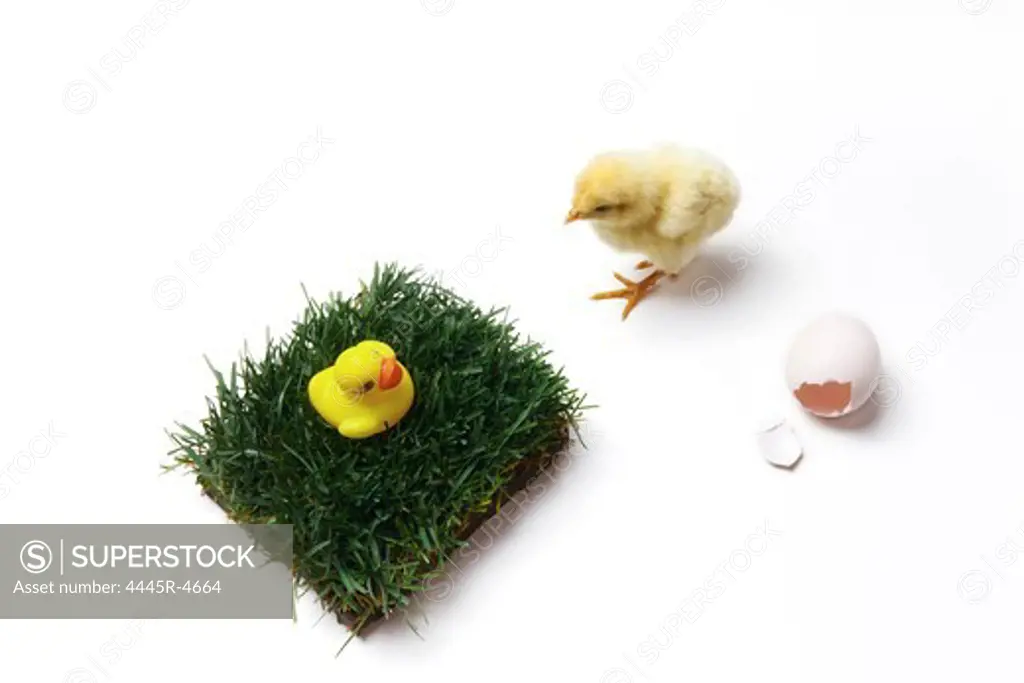 Ckick,small lawn,broken eggshell and fake duck