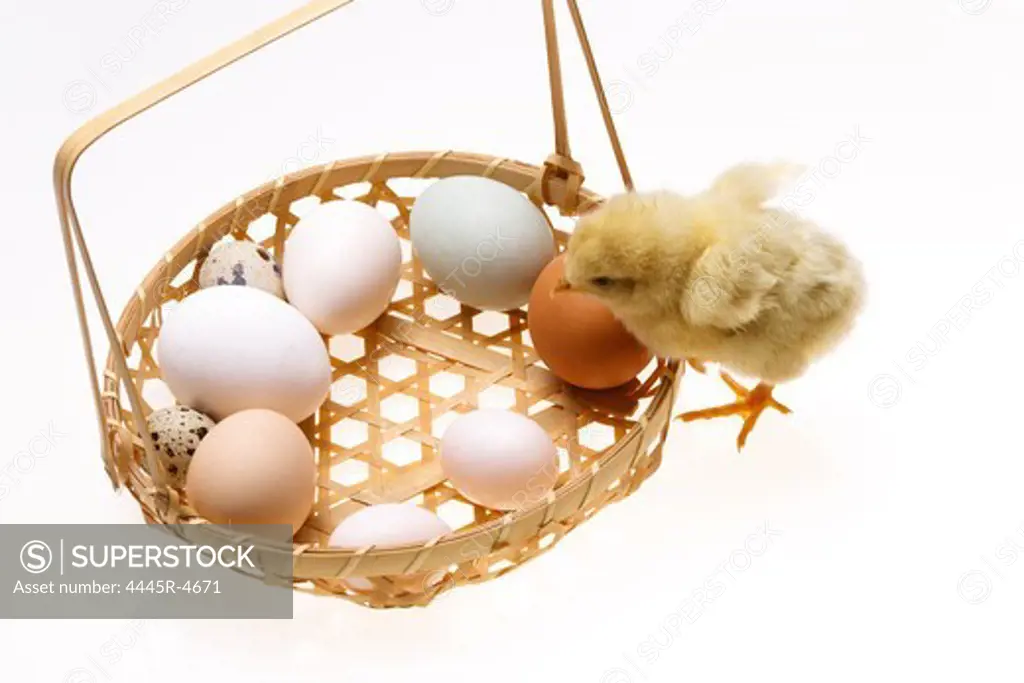 Fellow chick standing by a basket of eggs