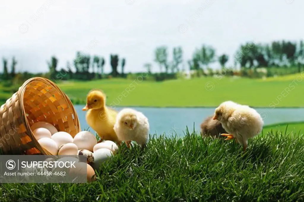 Fellow chicks and ducks standing by a basket of eggs on  lawn
