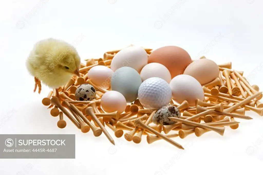 Fellow chick standing by golf tees and eggs