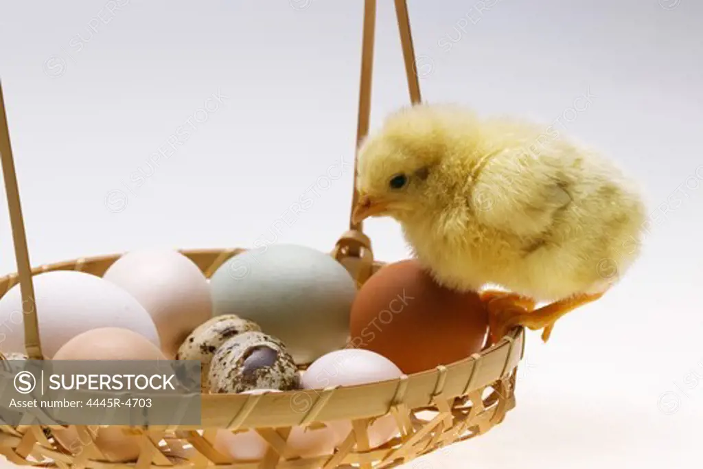 Fellow chick on a basket of eggs