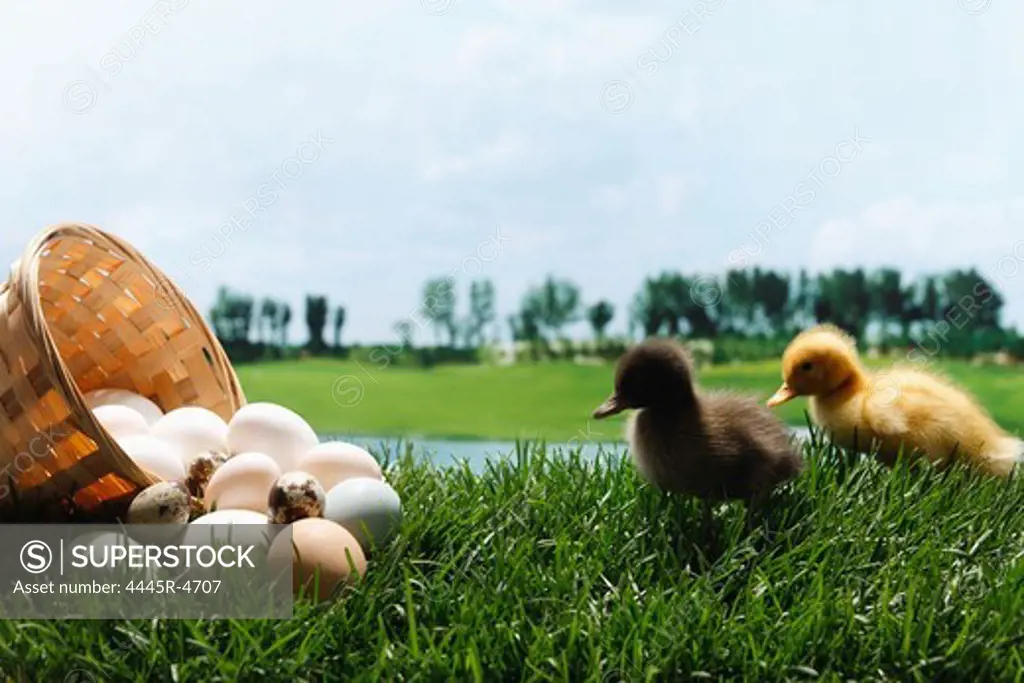 Ducks standing by a basket of eggs