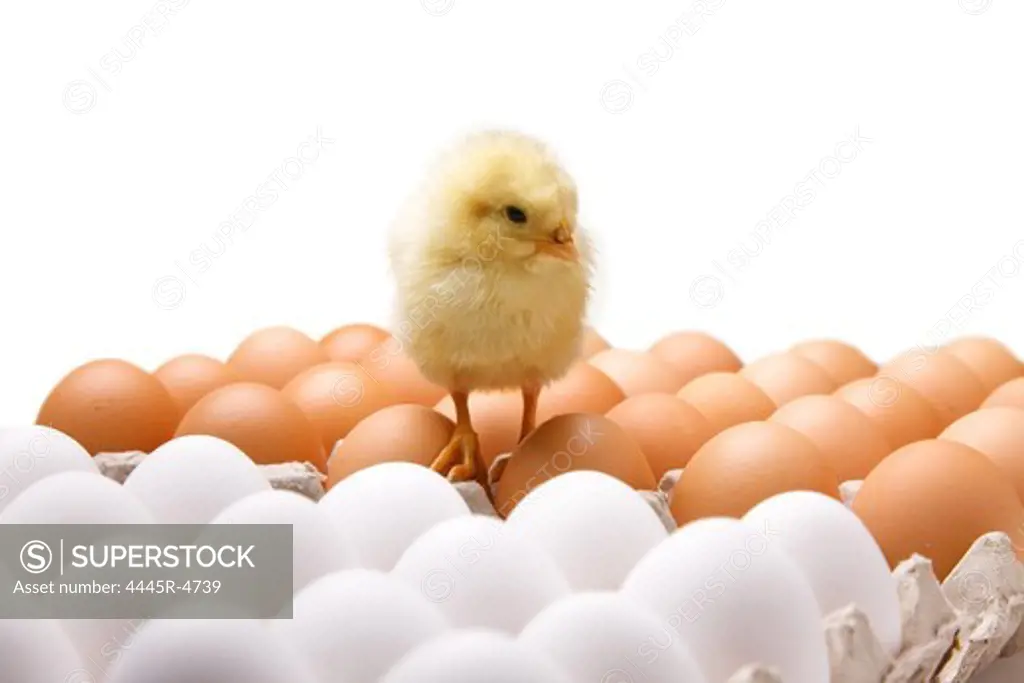 Fellow chick on eggs