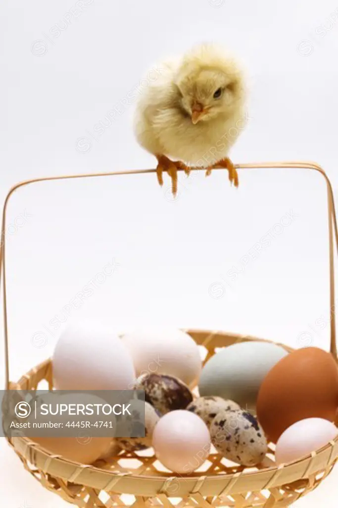 Fellow chick on a basket of eggs