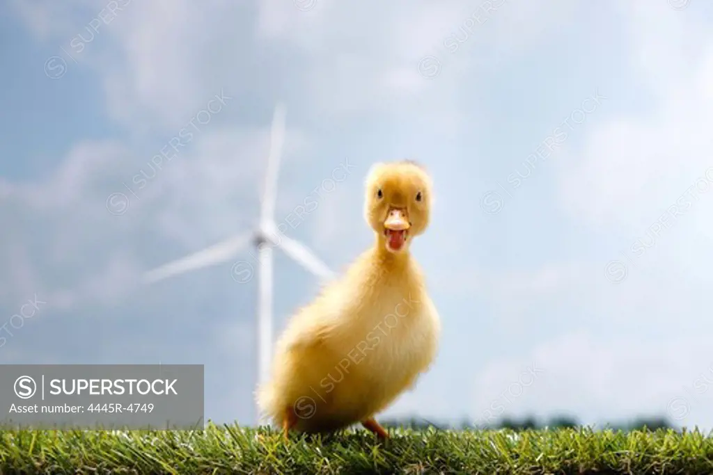 Duck standing in front of windmill on lawn