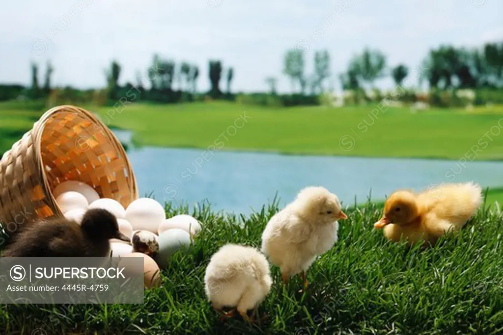 Fellow chicks and ducks standing by a basket of eggs on  lawn