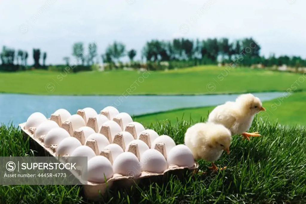 Fellow chicks and eggs