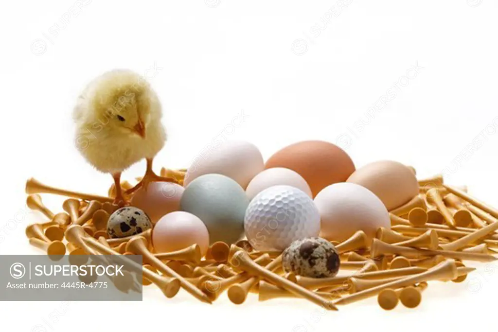 Fellow chick standing on eggs and golf ball