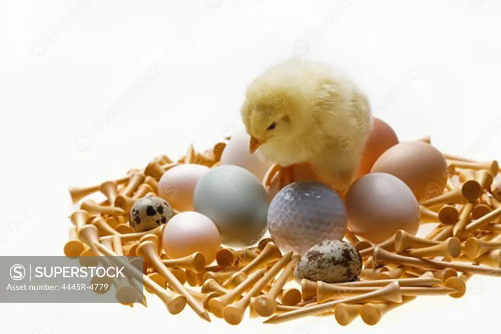 Fellow chick standing on eggs,golf ball and tees